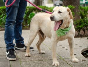 Hundehaftpflichtversicherung: Was ist versichert und wann ist sie Pflicht?