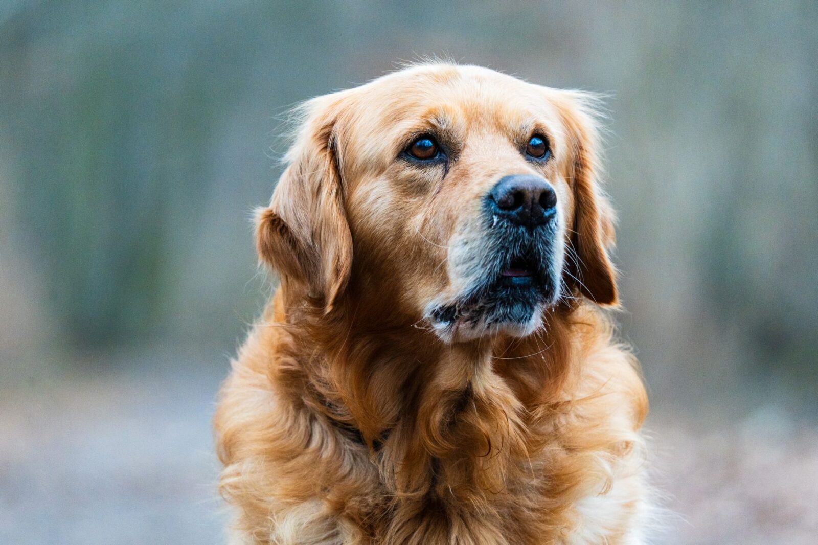 Hundekrankenversicherung: Welche Leistungen sind wirklich wichtig?