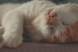 Katzen-OP-Versicherung Leistungen: Was ist wirklich abgedeckt?