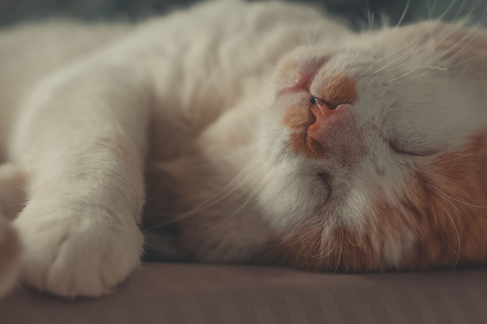 Katzen-OP-Versicherung Leistungen: Was ist wirklich abgedeckt?