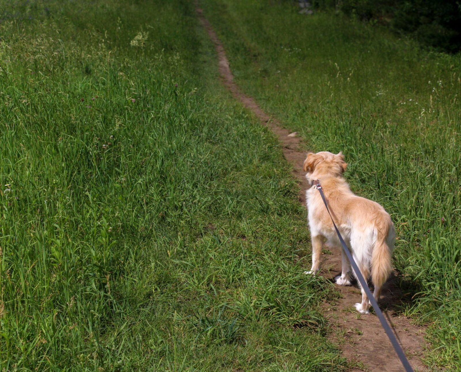 Tierversicherung Hund: Alle Versicherungen im Überblick (2026)